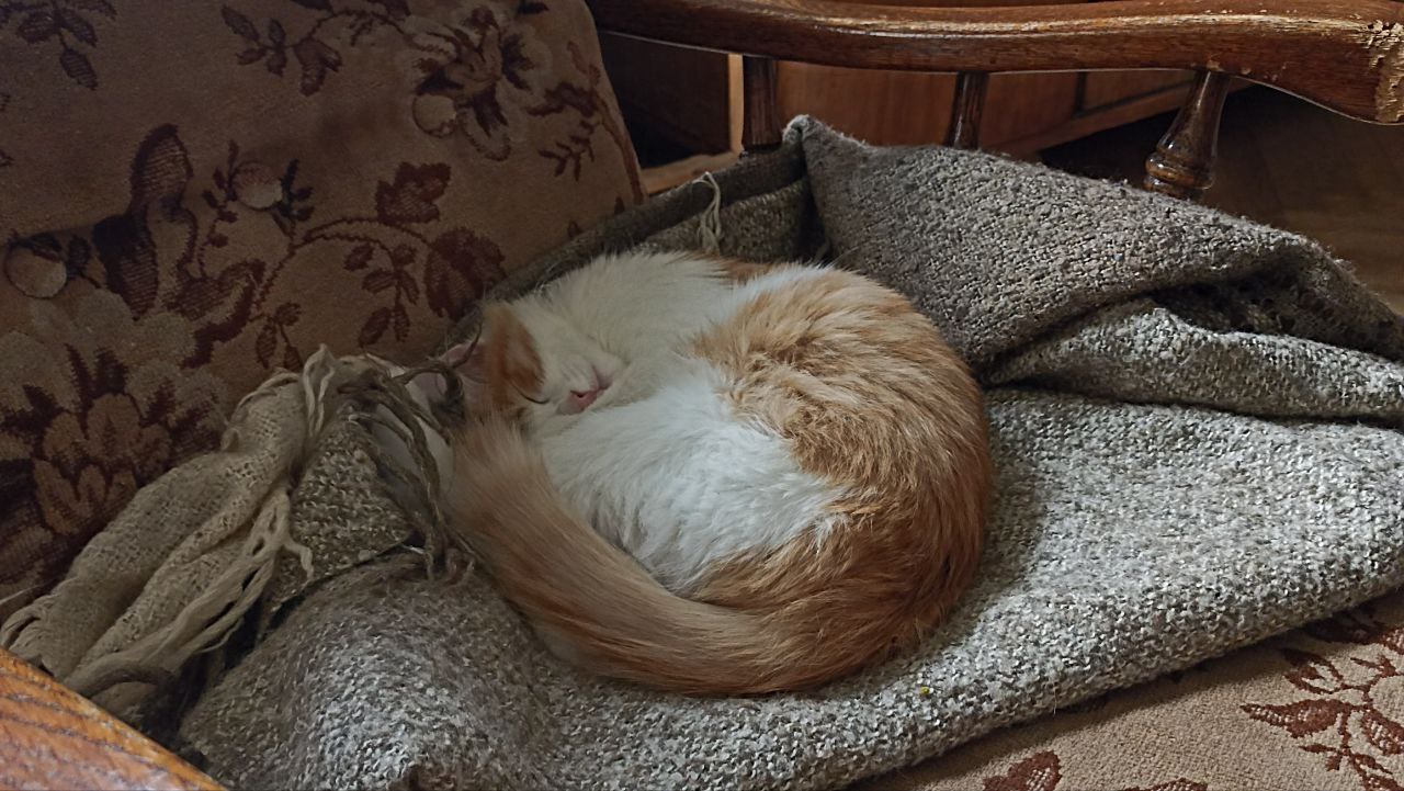 An orange cat sleeping in a round position